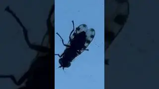 Ceroxys hualinata прокинулася у січня 2025!