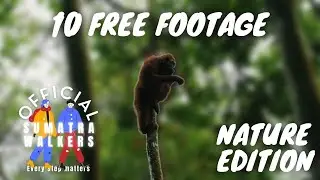 10 FREE NATURE FOOTAGE (RAW EDIT)