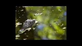 Closing the Gap: BIOFIN