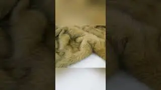 Lavish Faux Fur Blanket
