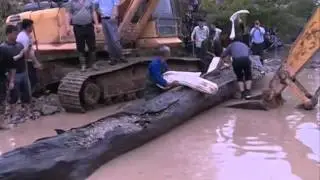 4,000-year-old black wood unearthed
