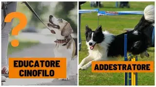 Educatore cinofilo, addestratore e istruttore cinofilo, a chi rivolgersi?