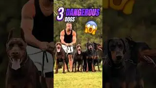 3 DANGEROUS Dogs!