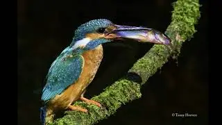Kingfisher at the Kingfisher House