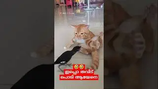 Just miss 🤣🤣 #poochandi #fundubmalayalam #malayalamcomedy #catshorts #shortsfeed