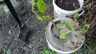 Winorośl Winogrono TIMUR. Pielęgnacja-Pierwsze Grona.Pyszna Odmiana Deserowa  Lepsza Od Arkadi.