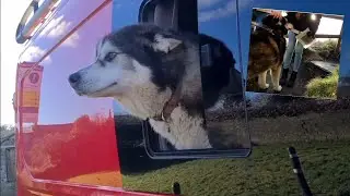 Husky Talks to Strangers wherever he goes!
