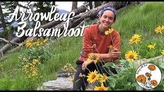 Arrowleaf balsamroot (Ep 8) - Botany with Brit