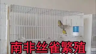 关内小城：南非丝雀繁殖最好的还是灰燕简单点，其它的品种难度大