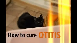How To Cure Cat-Ear Otitis At Home!