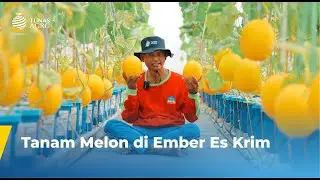 MELON KINANTI SISTEM DUTCH BUCKET | TUNAS AGRO