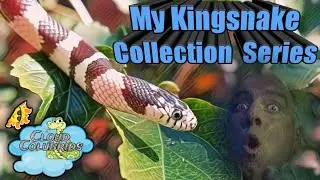 My Kingsnake Collection Series  (Part 5)