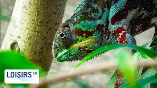 Tropiquarium  - une peuplade d'animaux exotiques
