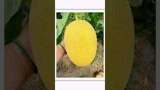 Melon 03238 &ndash; Harvest Day at our Hainan Farm, #naritaworldwide #gardening #farming #highyield
