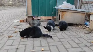 Streunende Katzen und K&auml;tzchen warten darauf, dass ich sie f&uuml;ttere