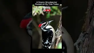 A Downy Woodpecker Paused on My Tree Today! #woodpecker #birds #birdwatching