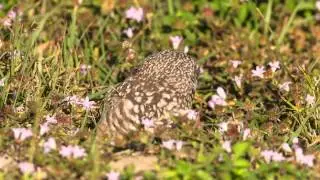 Burrowing Owl Calling