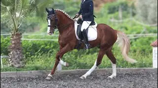 Very cute lusitano 8 yo 155cm stallion with competition experience 