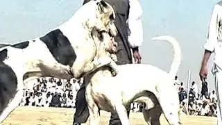 pitbull Dog  , Dogs video, Dogs 2020
