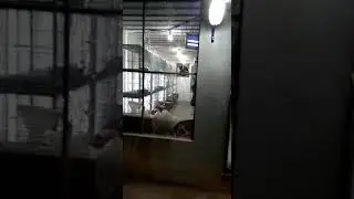 Love bird shed Must watch (Shades of birdism 🇵🇰 🇵🇰 🇵🇰 🇵🇰)