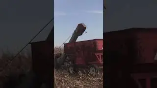 Planting/Harvesting Corn with Belgian Draft Horses