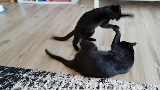 Cats love to play fight! Compilation