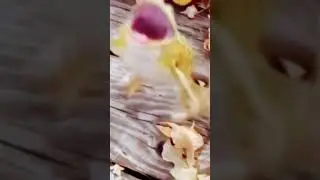 frog laughing meme(echo) #funny #shorts #frog