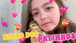 O NASCIMENTO DOS BEBÊS PATOS