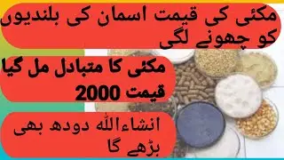 Low cost feed formula !replacement of corn! price  2000!milking wanda!cross breed hf
