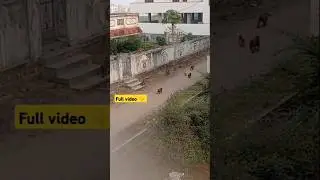 Daily morning Routine with #monkeys #morningroutine #nowork #fun #trending #shorts #youtubeshorts