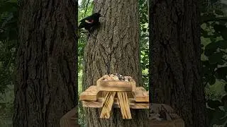 Red-Winged Black Birds Mission Complete #cattv  #missionimpossible  #shorts #viral # #birds #nature