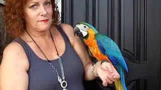 Nathons new baby macaw from Winding Woods Ranch