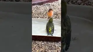 Canary having a bath 🛁