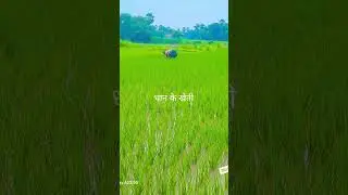 #mithila