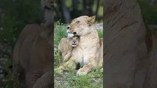 Lioness Protecting Their Remaining Cubs | Fig tree cubs | Fig tree pride | Travins World