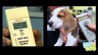 Cos'è e come funziona il microchip?
