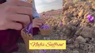 &ldquo;Harvesting Saffron by Hand | Nafis &ndash; The Golden Soul of Persia 💛&rdquo;
