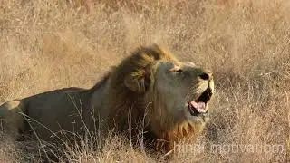LION MENTALITY (Powerful Motivational Speech) in hindi