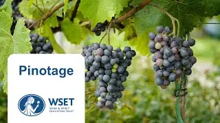 Pinotage : Pinot Noir &times; Cinsault = l&rsquo;embl&egrave;me de l&rsquo;Afrique du Sud 🇿🇦 | WSET 2 🍷