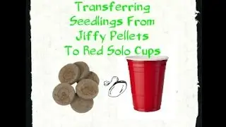 Transferring Seedlings Started In Jiffy Pellets