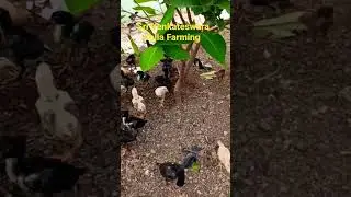 Bhimavaram jathi Chick Peru Cross Natu kollu Farming Telugu          Sri Venkateswara Kolla Farming