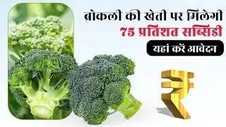 बिहार ब्रोकली नई खेती योजना 2023 || Bihar Broccoli New Farming Scheme 2023 ||