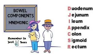 Bowel Components Mnemonic