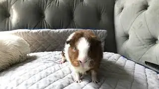 Guinea Pigs shake it off best