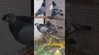 monu pets shop Faridabad Ballabgarh mein new shop khuli h wholesale price kabuter. & paroot
