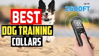 ✅5 Best Dog Training Collars in 2025