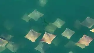 Cownose Rays Put on Mesmerizing Display