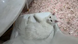 The cat name is Lemon 