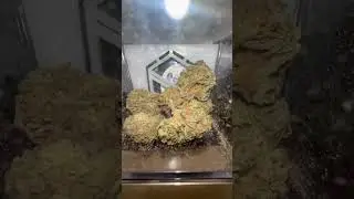 Dispensary Displays 🔥
