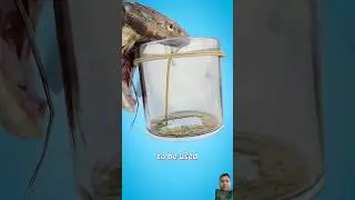 The Science of Cobra Venom Extraction behind the Scenes
